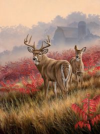 shorthills-deer-and-sumac